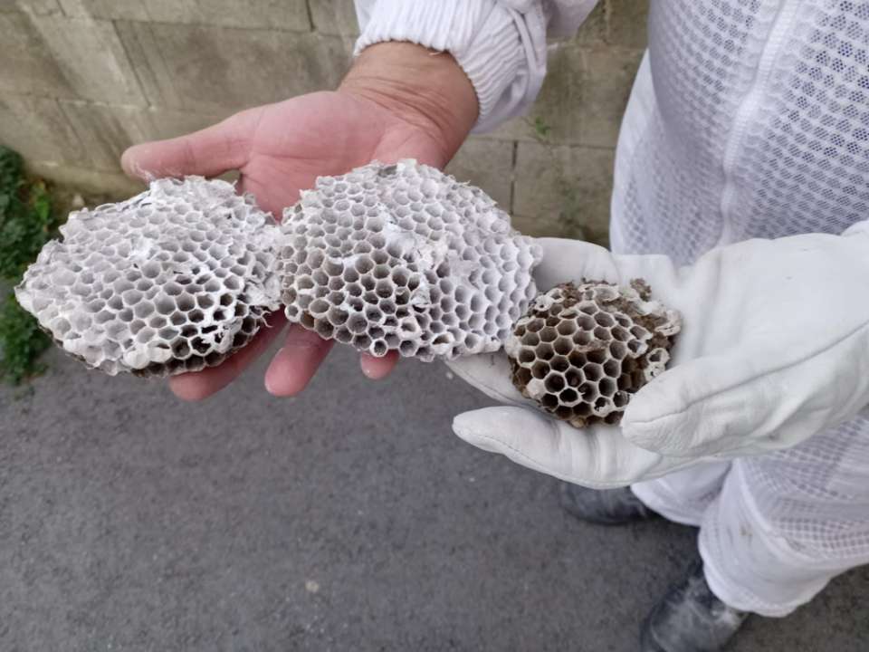 Apiculture - Après
